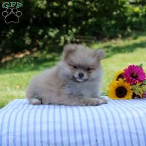 Logan, Pomeranian Puppy